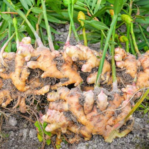 Ginger Extract Manufacturers, Suppliers, Exporters in Dalian