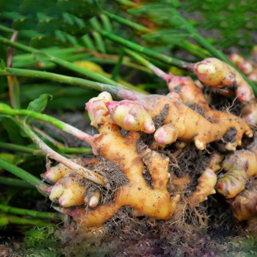 Ginger Liquid Extract Manufacturers, Suppliers, Exporters in Pakistan