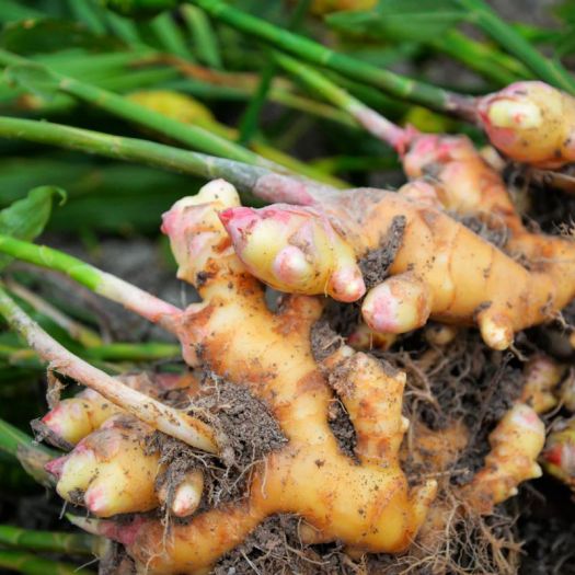 Ginger Liquid Extract Manufacturers, Suppliers, Exporters in Dalian
