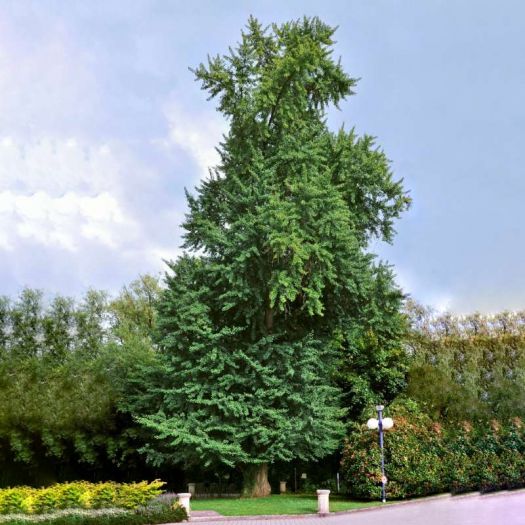 Ginkgo Biloba Extract Manufacturers, Suppliers, Exporters in Pakistan