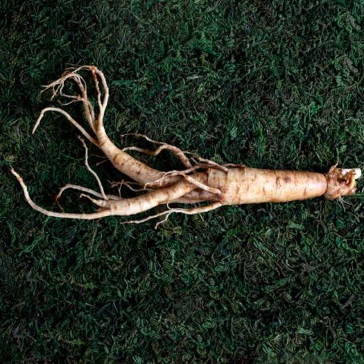 Ginseng Extract Manufacturers, Suppliers, Exporters in Pakistan