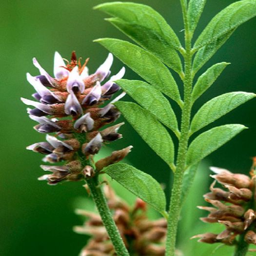 Glycyrrhiza Glabra (Licorice) Extract Manufacturers, Suppliers, Exporters in Pakistan