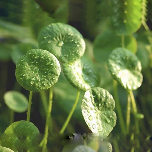 Gotu Kola Extract Manufacturers, Suppliers, Exporters in Pakistan