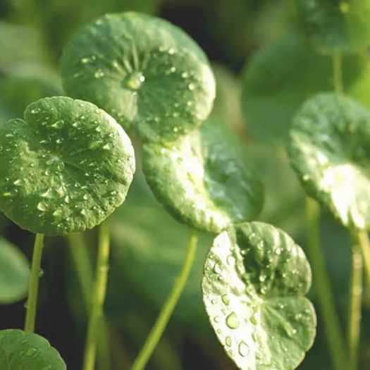 Gotu Kola Extract Manufacturers, Suppliers, Exporters in Dalian