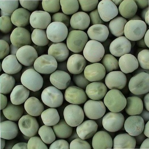 Green Pea Seeds Manufacturers, Suppliers, Exporters in Valencia
