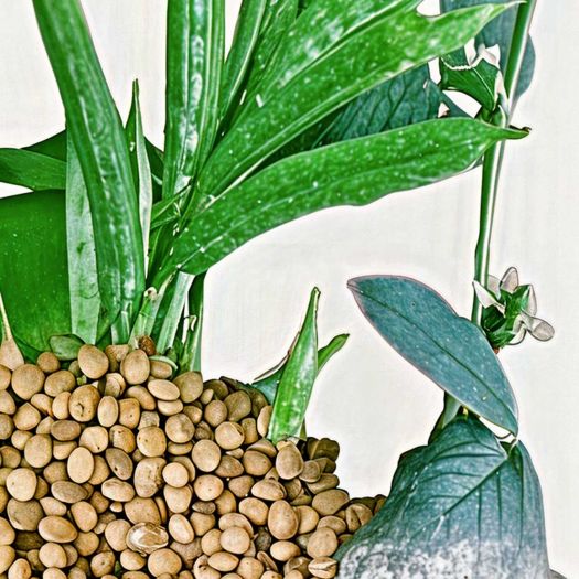 Guar Seeds And Guar Gum Manufacturers, Suppliers, Exporters in South Korea