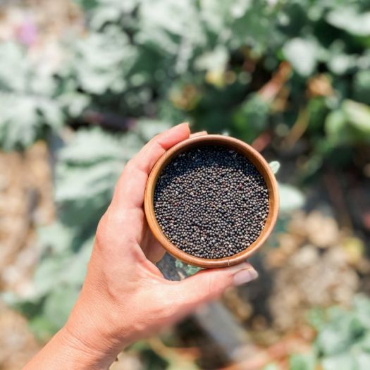 Kale Seeds Manufacturers, Suppliers, Exporters in Valencia