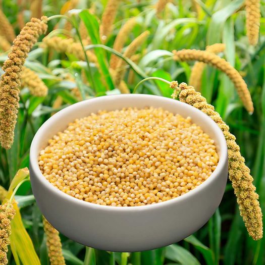 Kangni Foxtail Millet Manufacturers, Suppliers, Exporters in Paris