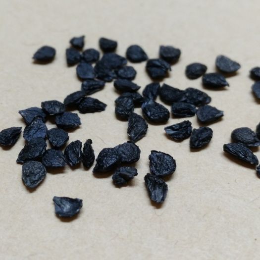 Leek Seeds Manufacturers, Suppliers, Exporters in Beijing