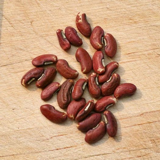 Long Bean Seeds Manufacturers, Suppliers, Exporters in Valencia