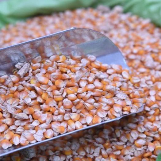 Maize Grain Manufacturers, Suppliers, Exporters in China