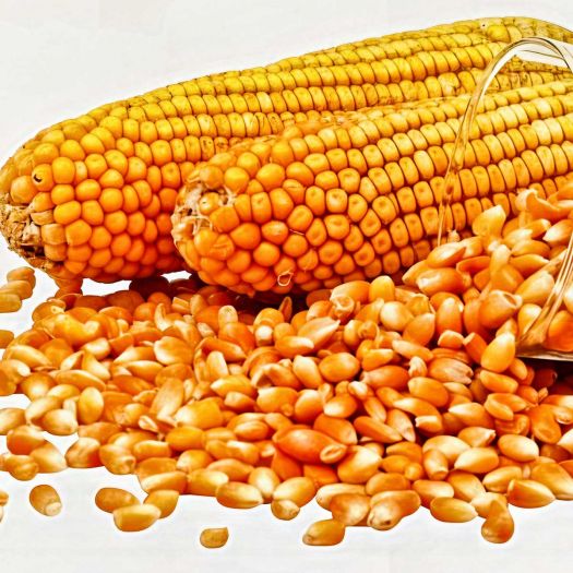 Maize Seeds Manufacturers, Suppliers, Exporters in South Korea