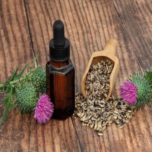 Milk Thistle Seed Oil Manufacturers, Suppliers, Exporters in Bologna