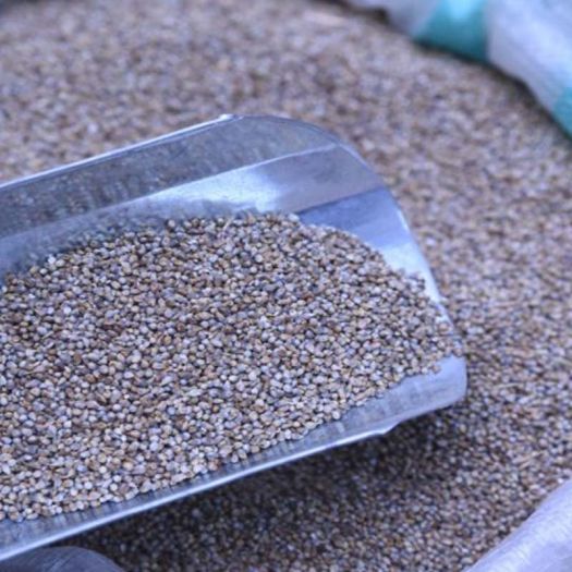 Millet Manufacturers, Suppliers, Exporters in China