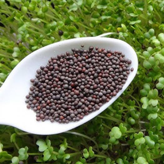 Mustard Greens Seeds Manufacturers, Suppliers, Exporters in Valencia