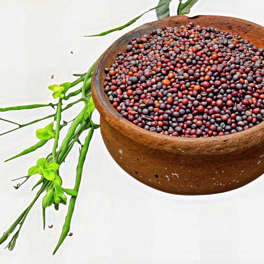 Mustard Seeds Manufacturers, Suppliers, Exporters in South Korea