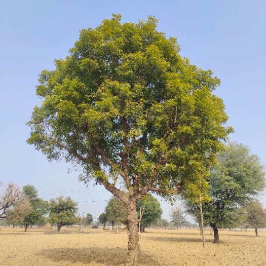Neem Extract Manufacturers, Suppliers, Exporters in Dalian