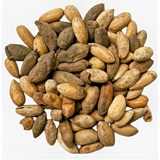 Neem Kernals Manufacturers, Suppliers, Exporters in Paris