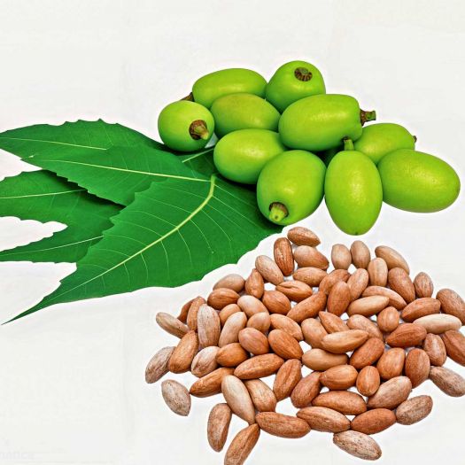 Neem Seeds Manufacturers, Suppliers, Exporters in South Korea