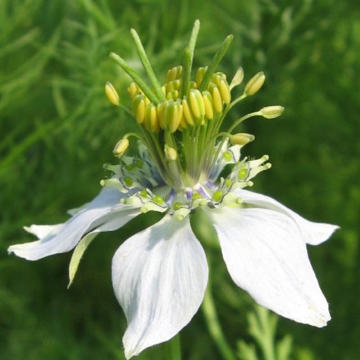 Nigella Sativa Extract Manufacturers, Suppliers, Exporters in Dalian