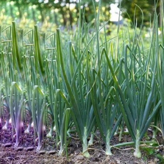 Onion Extract Manufacturers, Suppliers, Exporters in Karachi