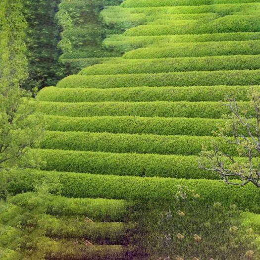 Organic Matcha Powder Manufacturers, Suppliers, Exporters in Karachi