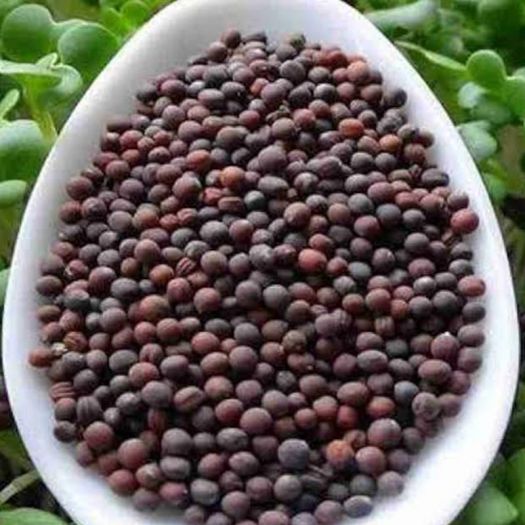 Pak Choi Seeds Manufacturers, Suppliers, Exporters in Valencia