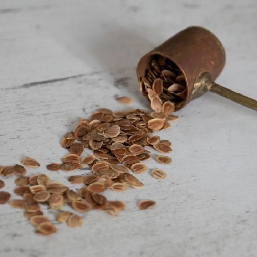 Parsnip Seeds Manufacturers, Suppliers, Exporters in Valencia
