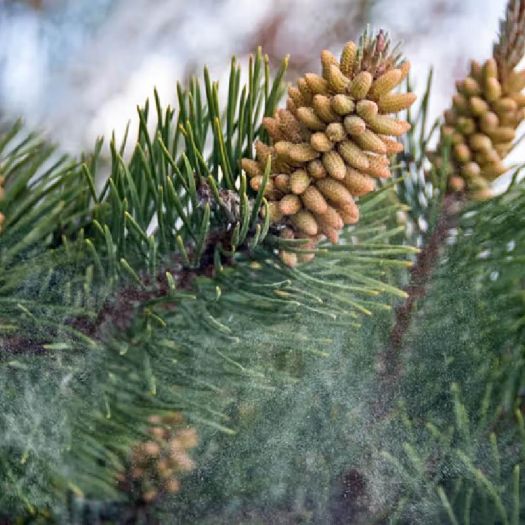Pine Bark Extract Manufacturers, Suppliers, Exporters in Dalian