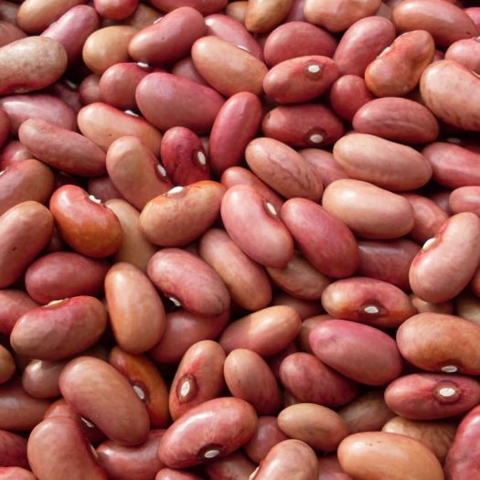Pole Bean Seeds Manufacturers, Suppliers, Exporters in Beijing