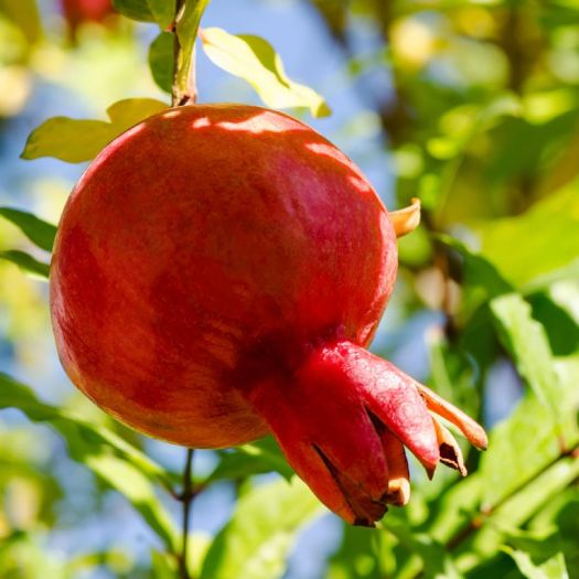 Pomegranate 5:1 Extract Manufacturers, Suppliers, Exporters in Dalian