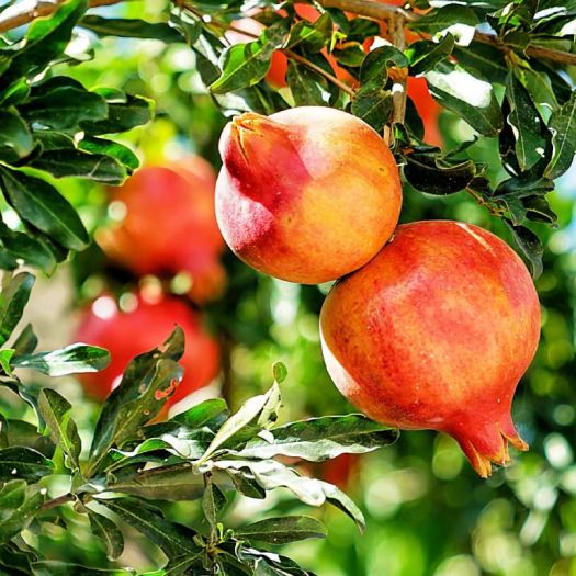 Pomegranate Extract Manufacturers, Suppliers, Exporters in Dalian