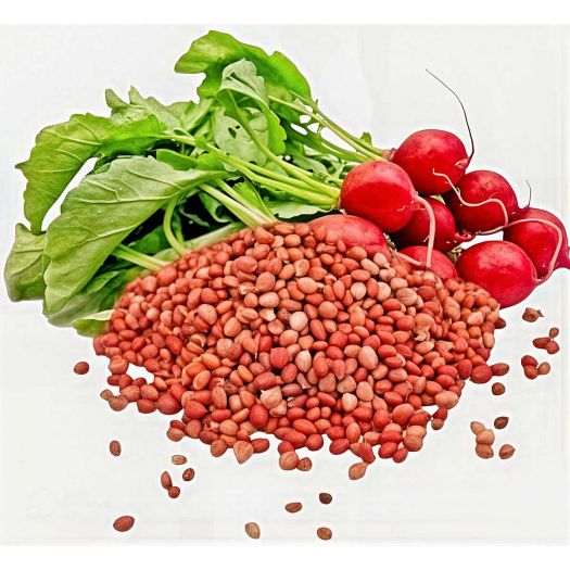 Radish Red Manufacturers, Suppliers, Exporters in South Korea