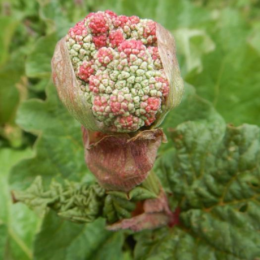 Rheum Emodi (Rhubarb) Extract Manufacturers, Suppliers, Exporters in Dalian