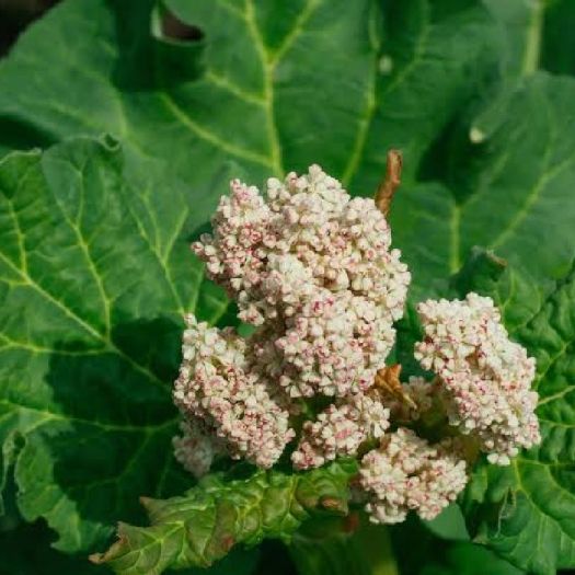 Rhubarb Extract Manufacturers, Suppliers, Exporters in Dalian