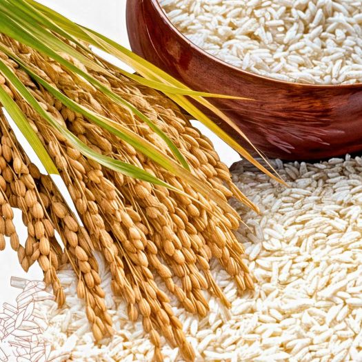 Rice Bran Manufacturers, Suppliers, Exporters in Paris