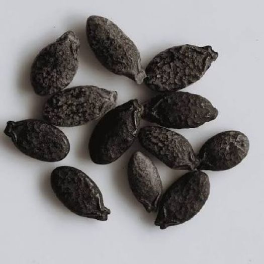 Ridge Gourd Seeds Manufacturers, Suppliers, Exporters in Beijing
