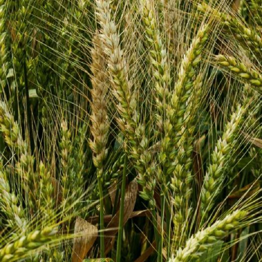 Roasted Barley Extract Manufacturers, Suppliers, Exporters in Dalian