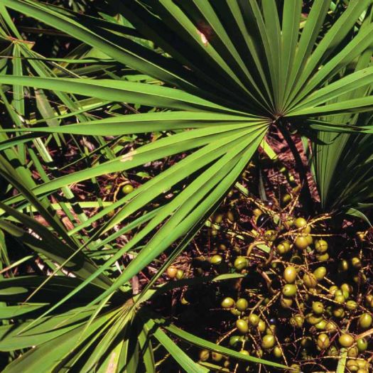 Saw Palmetto Extract Manufacturers, Suppliers, Exporters in Dalian