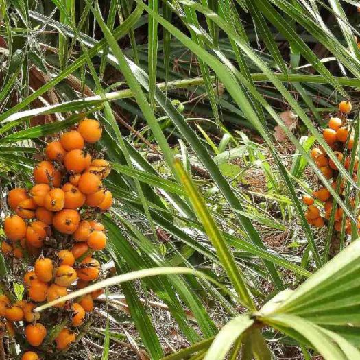 Saw Palmetto Liquid Extract Manufacturers, Suppliers, Exporters in Dalian