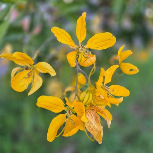 Senna Extract Manufacturers, Suppliers, Exporters in Dalian