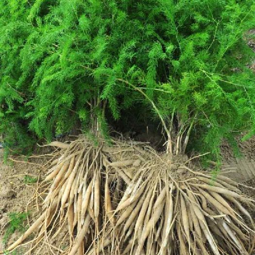 Shatavari Extract Manufacturers, Suppliers, Exporters in Dalian