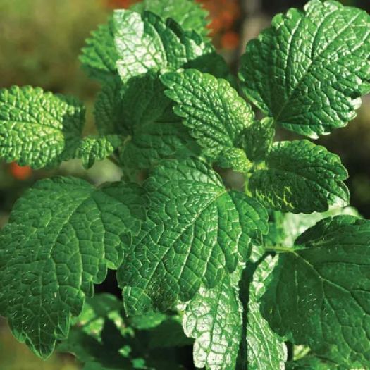 Spearmint Extract Manufacturers, Suppliers, Exporters in Dalian
