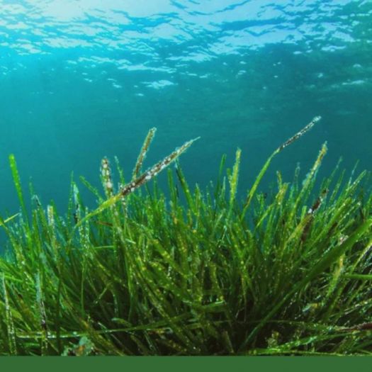 Spirulina Powder Manufacturers, Suppliers, Exporters in Dalian