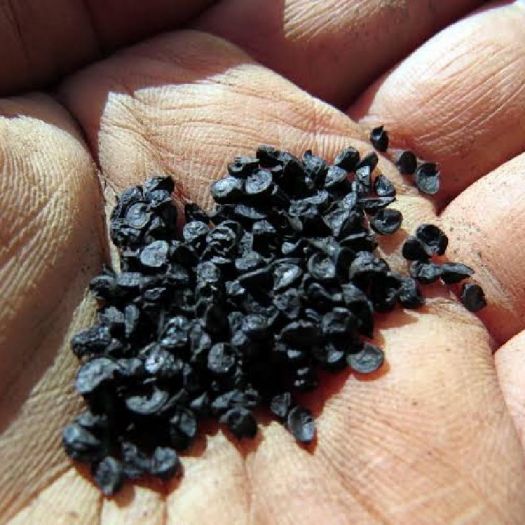 Spring Onion Seeds Manufacturers, Suppliers, Exporters in Valencia