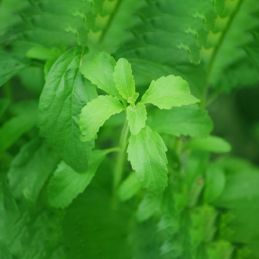 Stevia Extract Manufacturers, Suppliers, Exporters in Karachi