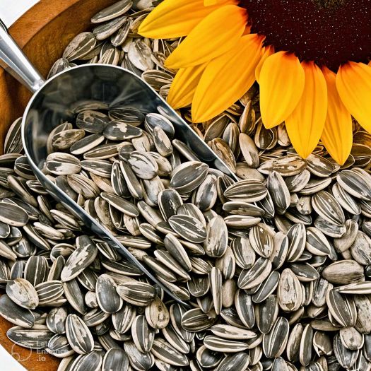 Sunflower Seeds Manufacturers, Suppliers, Exporters in South Korea