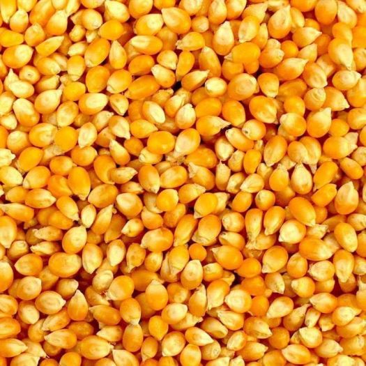 Sweet Corn Seeds Manufacturers, Suppliers, Exporters in Valencia