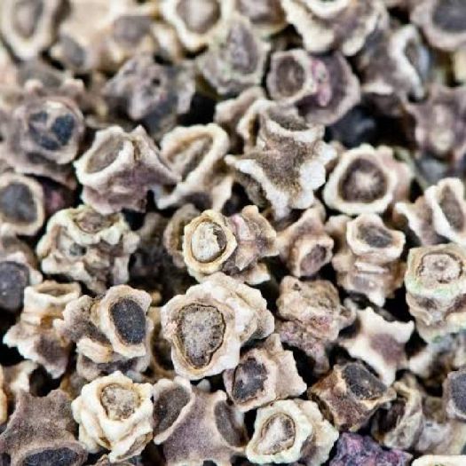 Swiss Chard Seeds Manufacturers, Suppliers, Exporters in Valencia