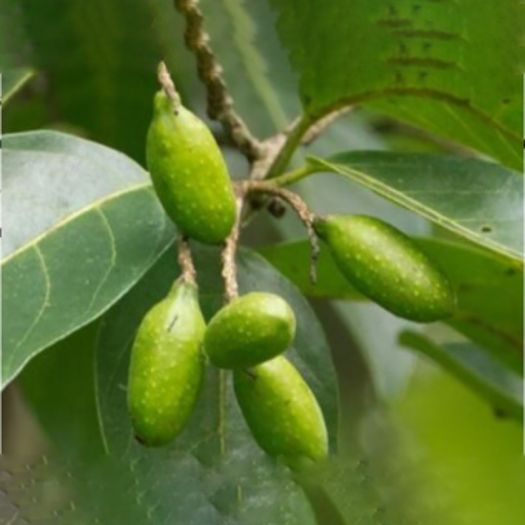 Terminalia Chebula Liquid Extract Manufacturers, Suppliers, Exporters in Karachi